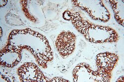 VSIG1 Rabbit anti-Human, Polyclonal, Proteintech:Antibodies:Primary Antibodies