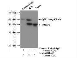 RP2 Rabbit anti-Human, Mouse, Rat, Polyclonal, Proteintech 150 &mu;L; Unconjugated:Antibodies,