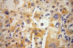 MIPOL1 Rabbit anti-Human, Polyclonal, Proteintech 150 μL; Unconjugated:Antibodies,