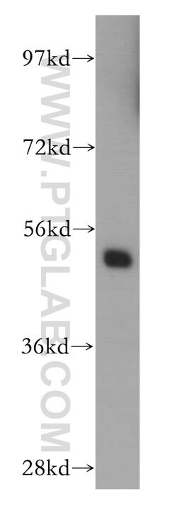 MIPOL1 Rabbit anti-Human, Polyclonal, Proteintech 150 μL; Unconjugated:Antibodies,