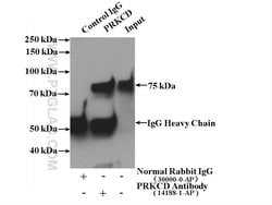 PKC delta Rabbit anti-Human, Mouse, Rat, Polyclonal, Proteintech:Antibodies:Primary