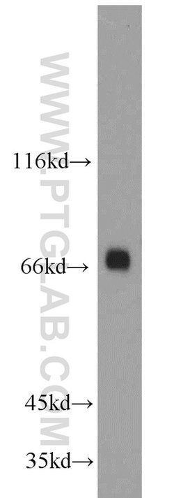 PKC delta Rabbit anti-Human, Mouse, Rat, Polyclonal, Proteintech:Antibodies:Primary