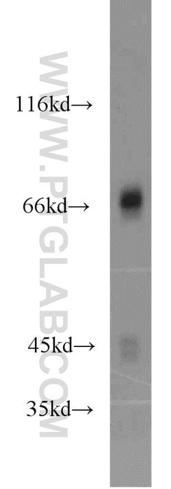 PKC delta Rabbit anti-Human, Mouse, Rat, Polyclonal, Proteintech:Antibodies:Primary