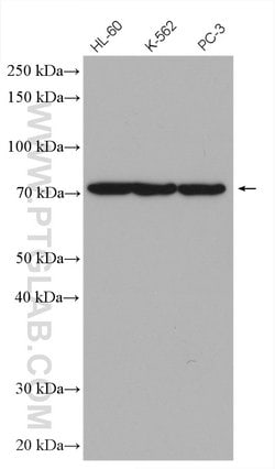 TNK1 Rabbit anti-Human, Mouse, Rat, Polyclonal, Proteintech:Antibodies:Primary