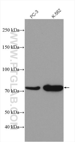 TNK1 Rabbit anti-Human, Mouse, Rat, Polyclonal, Proteintech:Antibodies:Primary