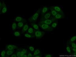 CSTF2T Rabbit anti-Human, Mouse, Rat, Polyclonal, Proteintech:Antibodies:Primary
