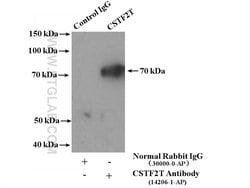 CSTF2T Rabbit anti-Human, Mouse, Rat, Polyclonal, Proteintech:Antibodies:Primary