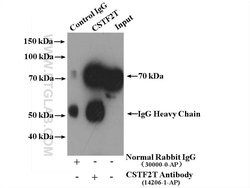 CSTF2T Rabbit anti-Human, Mouse, Rat, Polyclonal, Proteintech:Antibodies:Primary