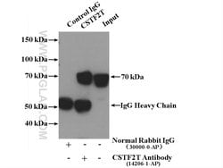 CSTF2T Rabbit anti-Human, Mouse, Rat, Polyclonal, Proteintech:Antibodies:Primary
