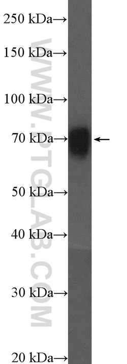 CSTF2T Rabbit anti-Human, Mouse, Rat, Polyclonal, Proteintech:Antibodies:Primary