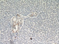 CD39/ENTPD1 Rabbit anti-Human, Mouse, Rat, Polyclonal, Proteintech 150