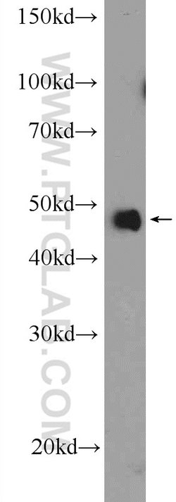 NF-kB Rabbit anti-Human, Rat, Polyclonal, Proteintech 150 &mu;L; Unconjugated:Antibodies,