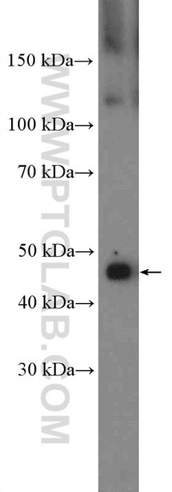 NF-kB Rabbit anti-Human, Rat, Polyclonal, Proteintech 150 &mu;L; Unconjugated:Antibodies,