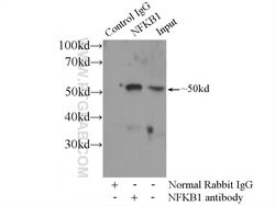 NF-kB Rabbit anti-Human, Rat, Polyclonal, Proteintech 150 &mu;L; Unconjugated:Antibodies,
