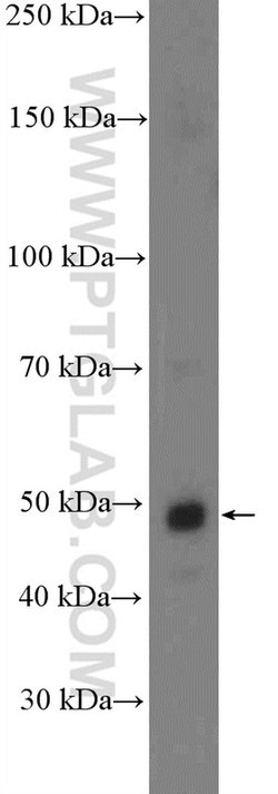 NF-kB Rabbit anti-Human, Rat, Polyclonal, Proteintech 150 &mu;L; Unconjugated:Antibodies,