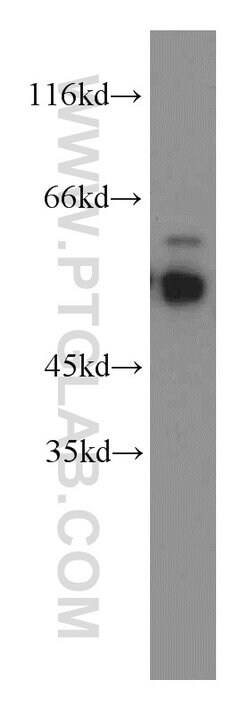 STAU1 Rabbit anti-Human, Mouse, Rat, Polyclonal, Proteintech:Antibodies:Primary