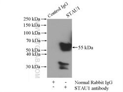 STAU1 Rabbit anti-Human, Mouse, Rat, Polyclonal, Proteintech:Antibodies:Primary