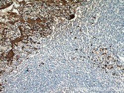 S100A9 Rabbit anti-Human, Mouse, Rat, Polyclonal, Proteintech 150 &mu;L;