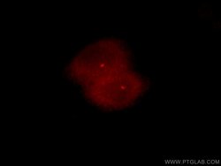 NEK2 Rabbit anti-Human, Mouse, Rat, Polyclonal, Proteintech:Antibodies:Primary
