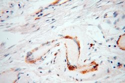 UBL4A Rabbit anti-Human, Mouse, Rat, Polyclonal, Proteintech 150 &mu;L;