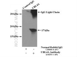 UBL4A Rabbit anti-Human, Mouse, Rat, Polyclonal, Proteintech 150 &mu;L;