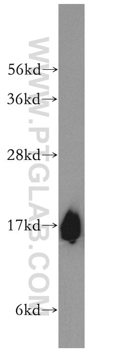 UBL4A Rabbit anti-Human, Mouse, Rat, Polyclonal, Proteintech 150 &mu;L;