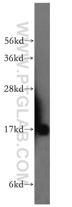 UBL4A Rabbit anti-Human, Mouse, Rat, Polyclonal, Proteintech 150 &mu;L;