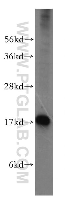 UBL4A Rabbit anti-Human, Mouse, Rat, Polyclonal, Proteintech 150 &mu;L;