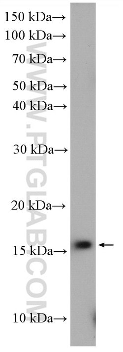 UBL4A Rabbit anti-Human, Mouse, Rat, Polyclonal, Proteintech 150 &mu;L;