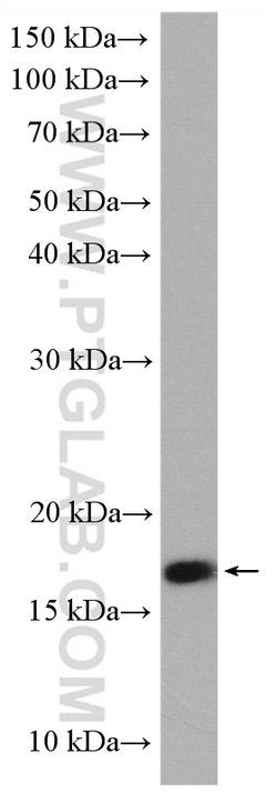 UBL4A Rabbit anti-Human, Mouse, Rat, Polyclonal, Proteintech 150 &mu;L;