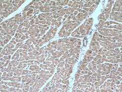 MTP18 Rabbit anti-Human, Mouse, Rat, Polyclonal, Proteintech:Antibodies:Primary