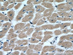 MTP18 Rabbit anti-Human, Mouse, Rat, Polyclonal, Proteintech:Antibodies:Primary