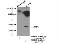 MTP18 Rabbit anti-Human, Mouse, Rat, Polyclonal, Proteintech:Antibodies:Primary