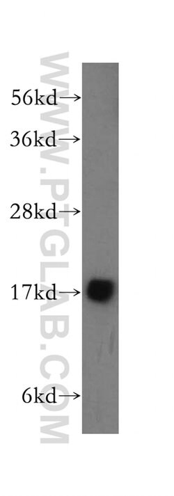 MTP18 Rabbit anti-Human, Mouse, Rat, Polyclonal, Proteintech:Antibodies:Primary