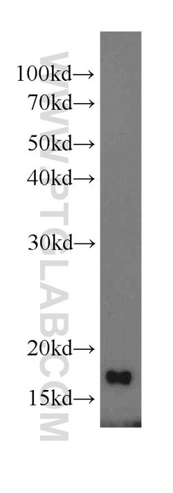 MTP18 Rabbit anti-Human, Mouse, Rat, Polyclonal, Proteintech:Antibodies:Primary