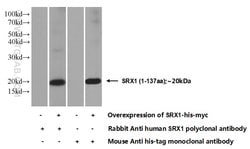 SRX1 Rabbit anti-Human, Mouse, Polyclonal, Proteintech 150 &mu;L; Unconjugated:Antibodies,