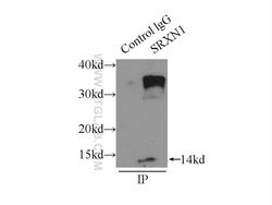 SRX1 Rabbit anti-Human, Mouse, Polyclonal, Proteintech 150 &mu;L; Unconjugated:Antibodies,
