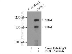 CNOT1 Rabbit anti-Human, Mouse, Rat, Polyclonal, Proteintech:Antibodies:Primary