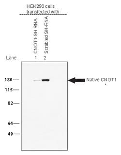 CNOT1 Rabbit anti-Human, Mouse, Rat, Polyclonal, Proteintech:Antibodies:Primary