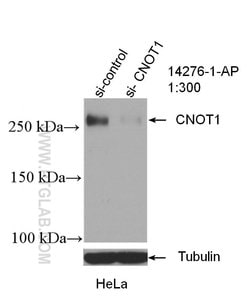 CNOT1 Rabbit anti-Human, Mouse, Rat, Polyclonal, Proteintech:Antibodies:Primary