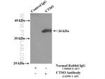 Thumbnail_CTSO Rabbit anti-Human, Mouse, Rat, Polyclonal, Proteintech 150 &mu;L;