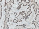 Thumbnail_CTSO Rabbit anti-Human, Mouse, Rat, Polyclonal, Proteintech 150 &mu;L;
