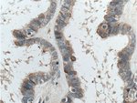 Thumbnail_CTSO Rabbit anti-Human, Mouse, Rat, Polyclonal, Proteintech 150 &mu;L;
