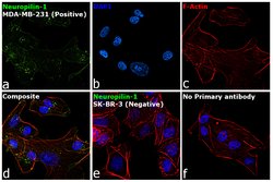 CD304 (Neuropilin-1) Monoclonal Antibody (XML1Y1), eBioscience , Invitrogen:Antibodies:Primary