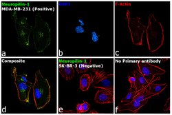 CD304 (Neuropilin-1) Monoclonal Antibody (XML1Y1), eBioscience , Invitrogen:Antibodies:Primary