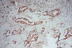 SLC38A3 Rabbit anti-Human, Mouse, Rat, Polyclonal, Proteintech 150 &mu;L;