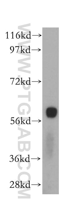 SLC38A3 Rabbit anti-Human, Mouse, Rat, Polyclonal, Proteintech 150 &mu;L;