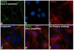 Invitrogen CD321 (F11R) Monoclonal Antibody (CSTEM27), eBioscience , Invitrogen