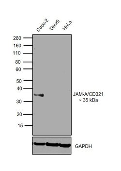 Invitrogen CD321 (F11R) Monoclonal Antibody (CSTEM27), eBioscience , Invitrogen