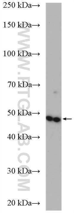 VWA1 Rabbit anti-Human, Mouse, Rat, Polyclonal, Proteintech 150 &mu;L;